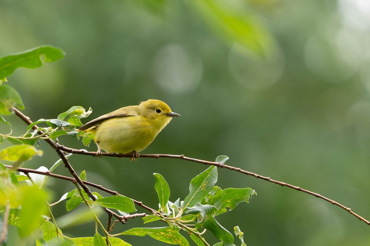 Yellow Warbler - ML474469191