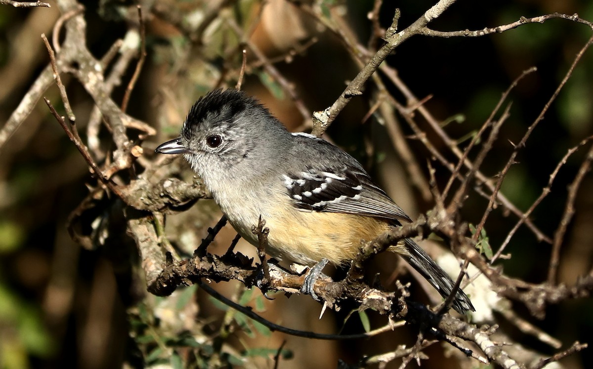 Variable Antshrike - ML474469511