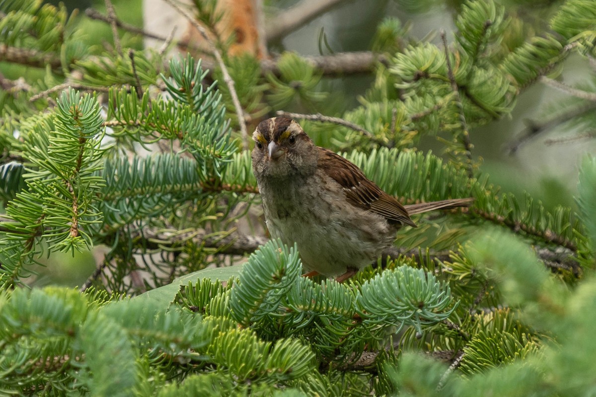 White-throated Sparrow - ML474469731