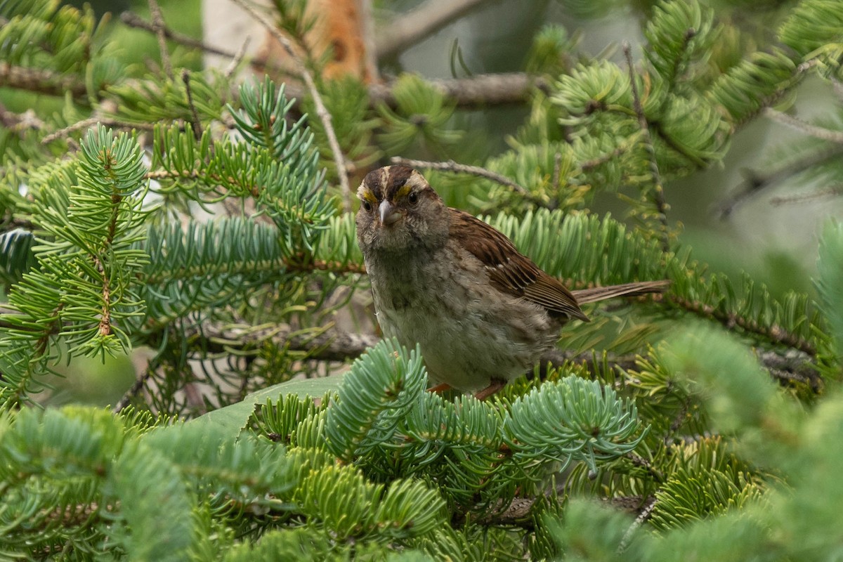 Weißkehlammer - ML474469731