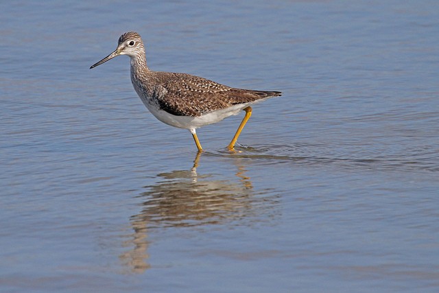 Greater Yellowlegs - Jeffrey Offermann