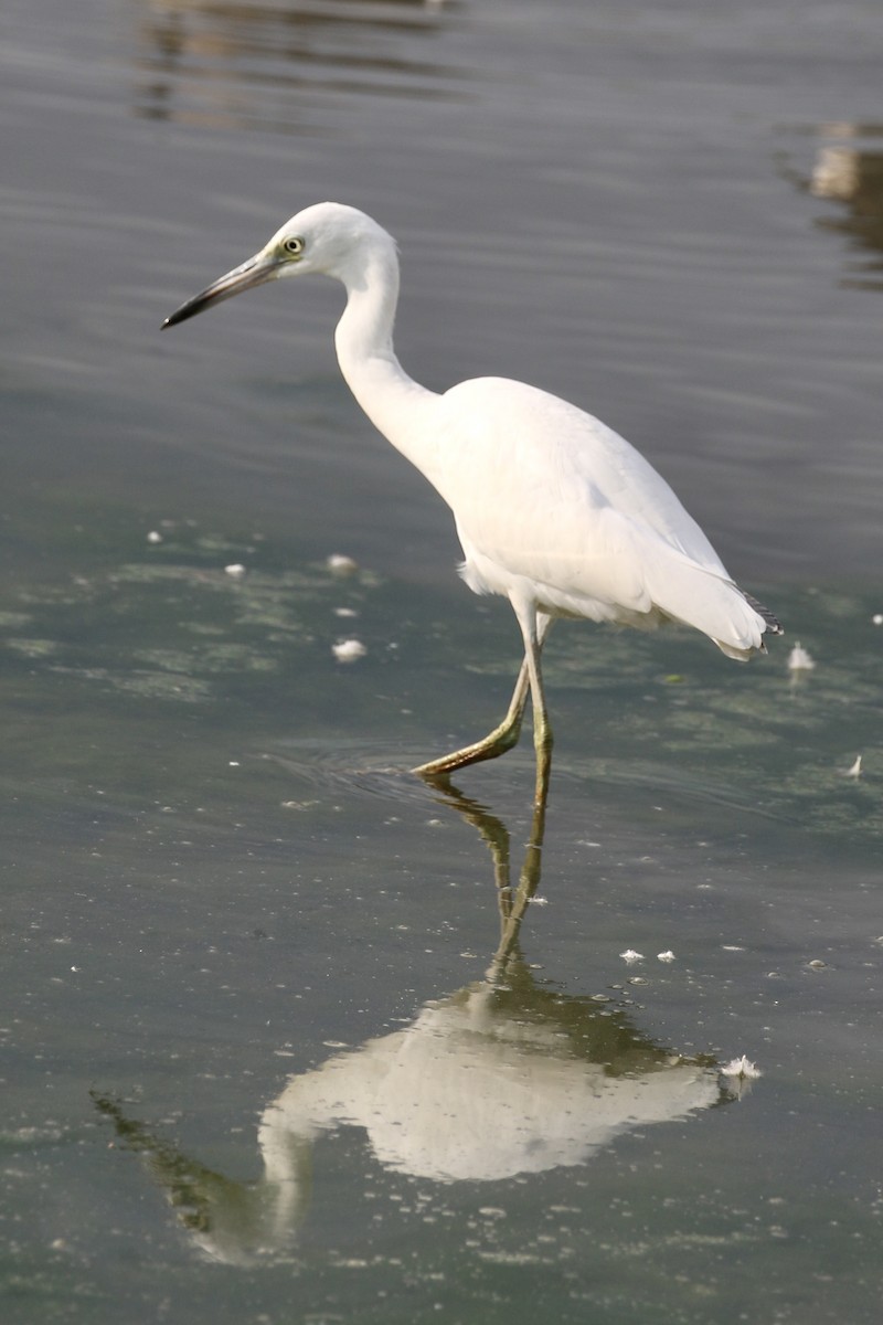 Little Blue Heron - ML474469951