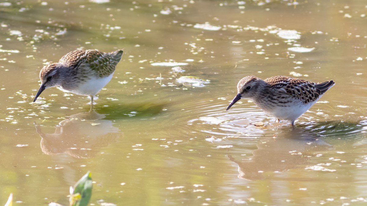 Gambecchio americano - ML474472641