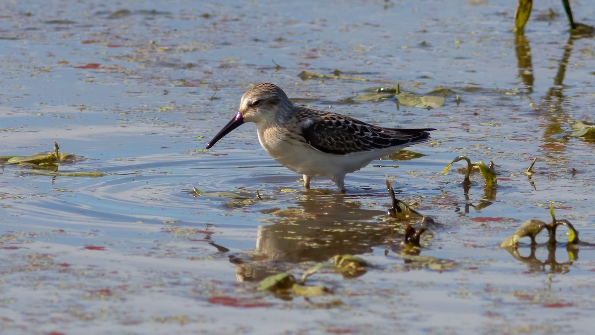 Gambecchio dell'Alaska - ML474472651