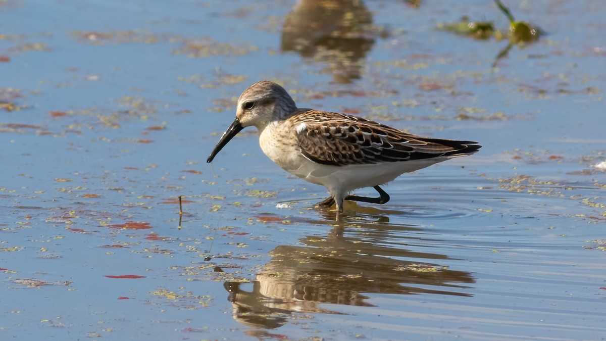 Bécasseau d'Alaska - ML474472661