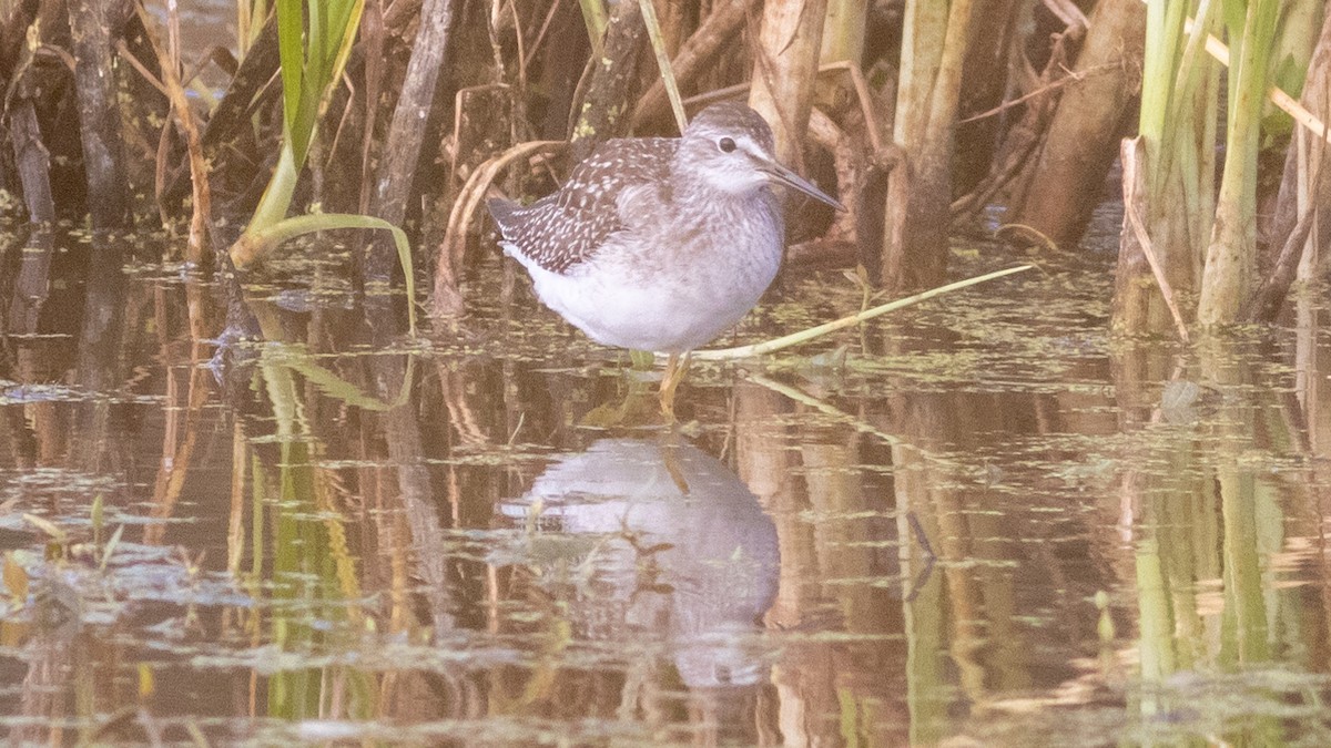 Totano zampegialle minore - ML474472701