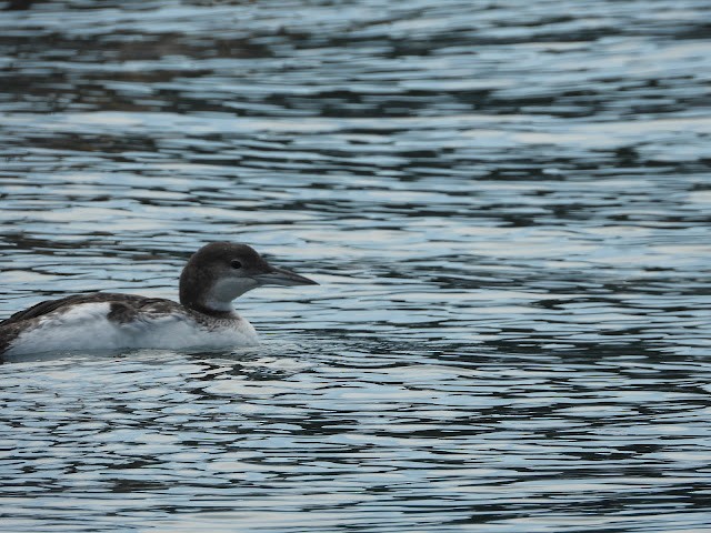 Common Loon - ML474473531