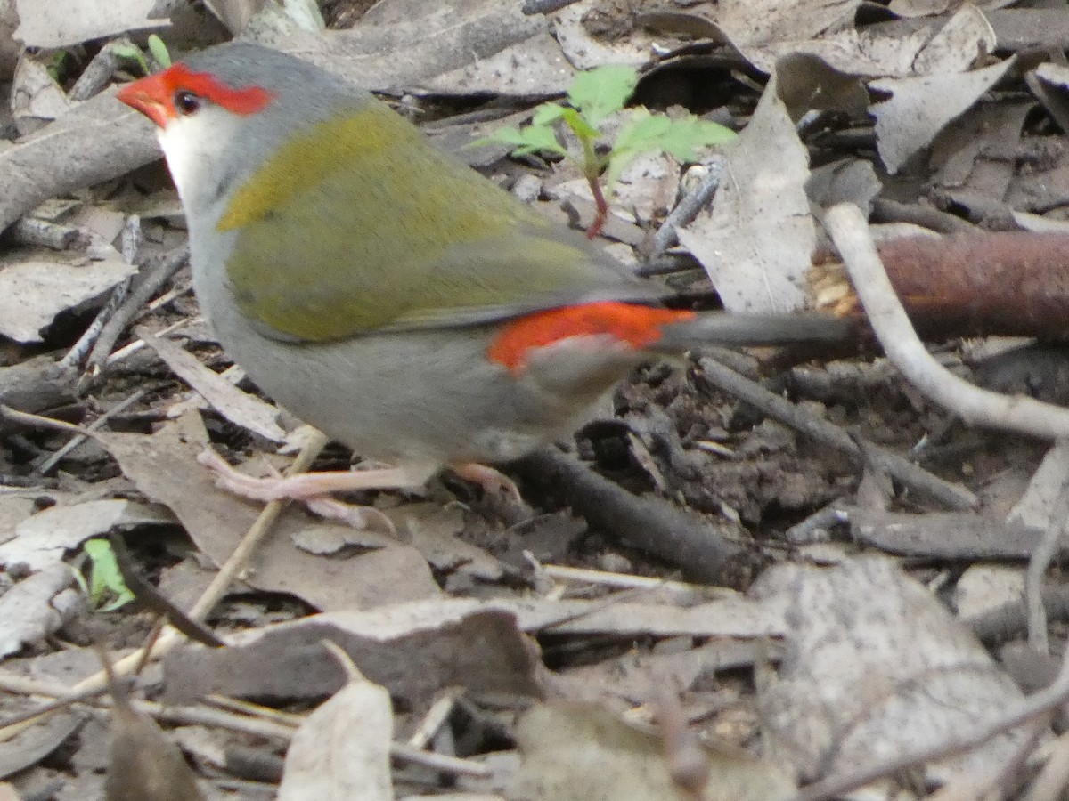 Red-browed Firetail - ML474473561