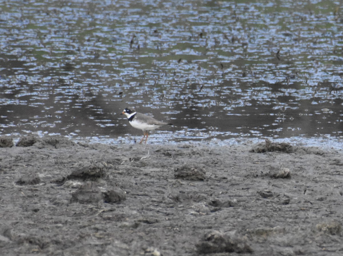 Semipalmated Plover - ML474474871