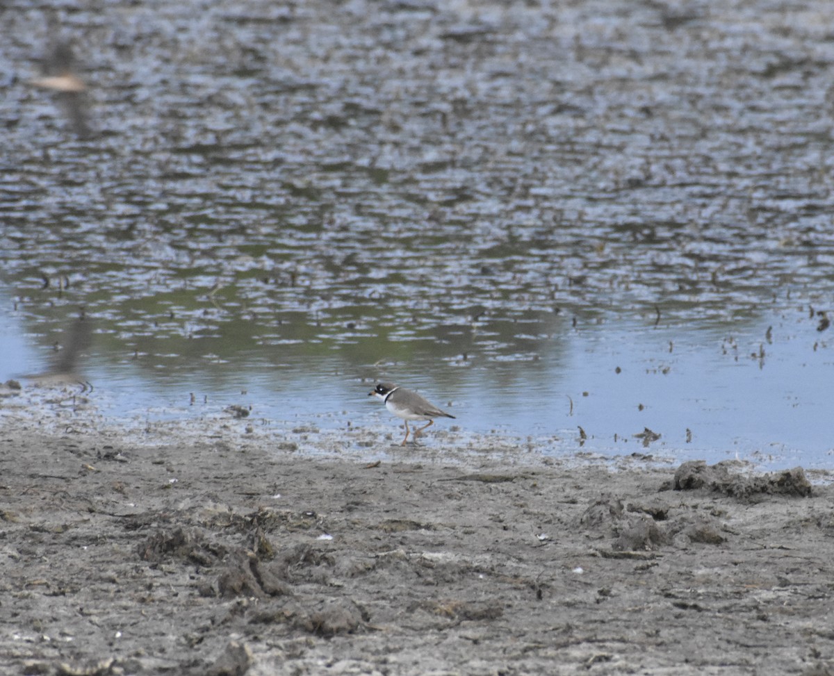 Semipalmated Plover - ML474474951