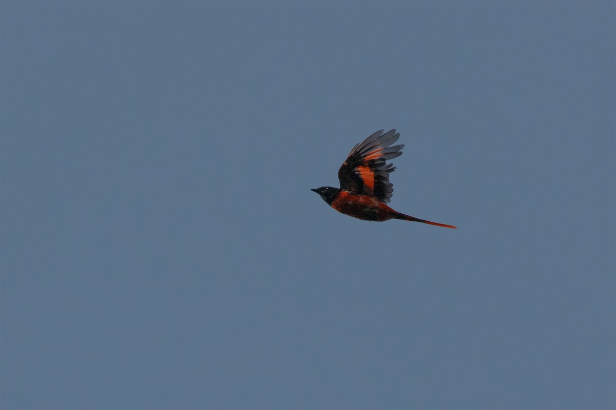 Long-tailed Minivet - ML474475041