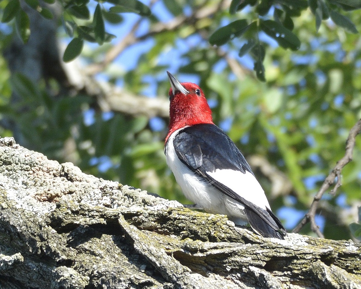 Red-headed Woodpecker - David Kennedy