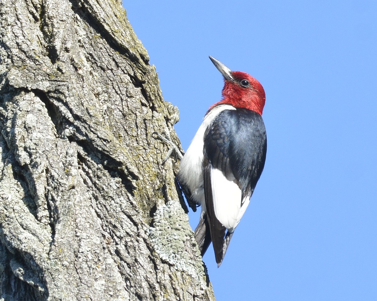 Red-headed Woodpecker - David Kennedy