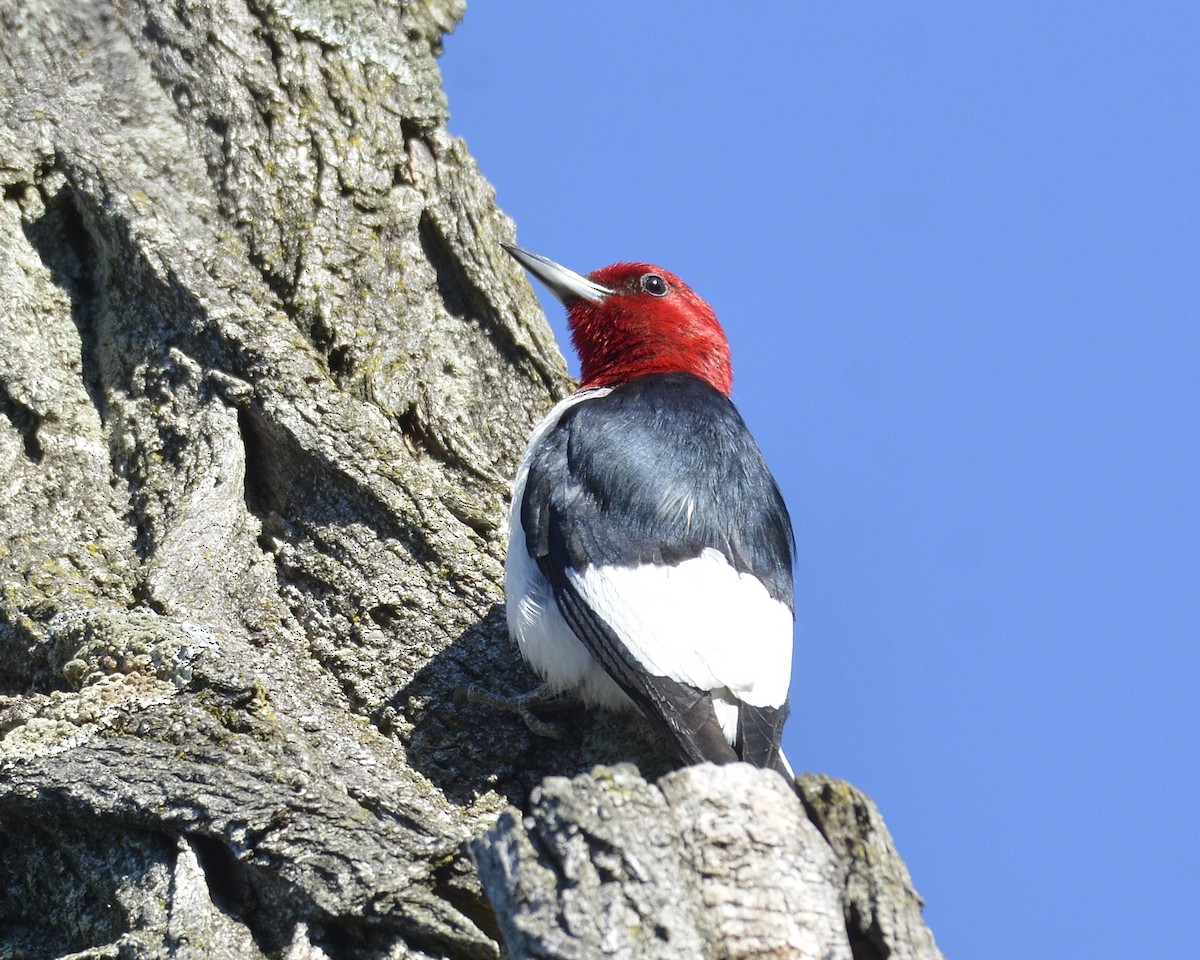 Red-headed Woodpecker - David Kennedy