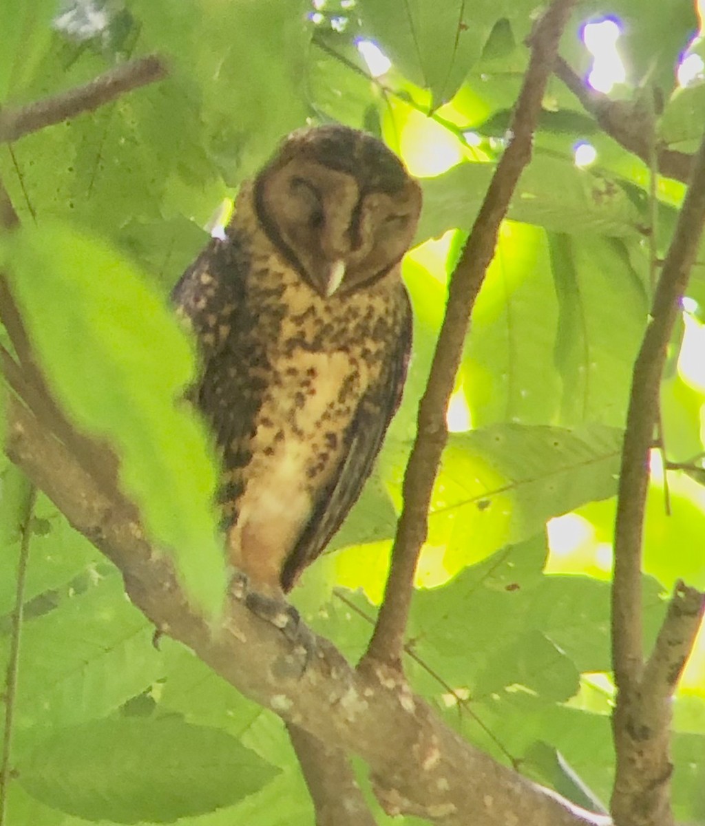 Golden Masked-Owl - Alison Huff