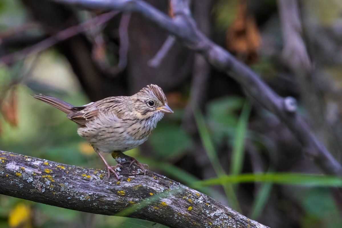 Lincoln's Sparrow - Bob Bowhay