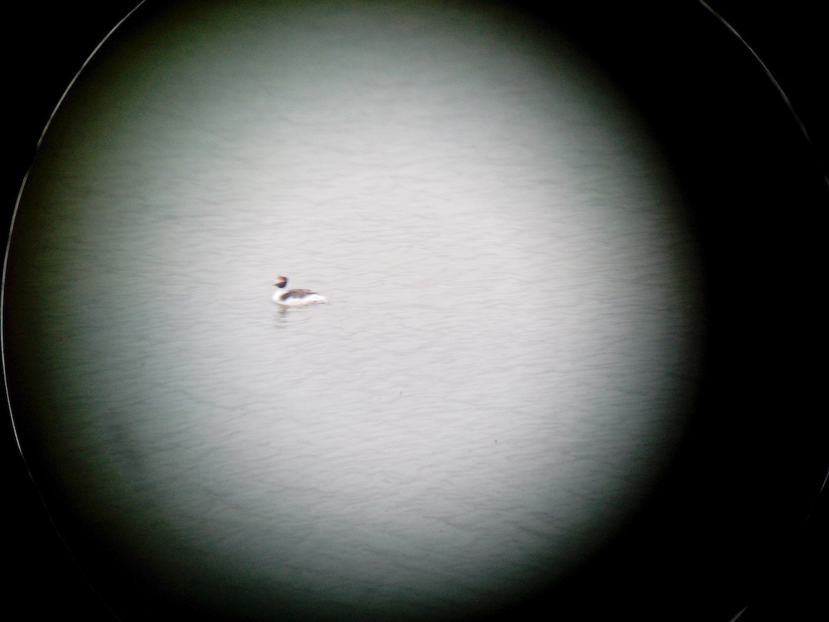 Hooded Grebe - ML47447711