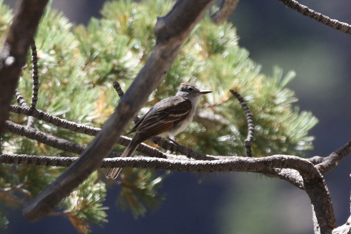 Ash-throated Flycatcher - Otto Mayer