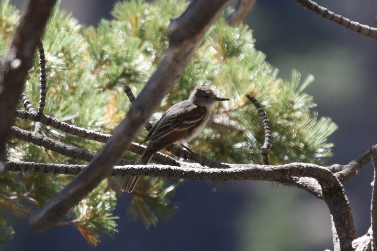 Ash-throated Flycatcher - Otto Mayer