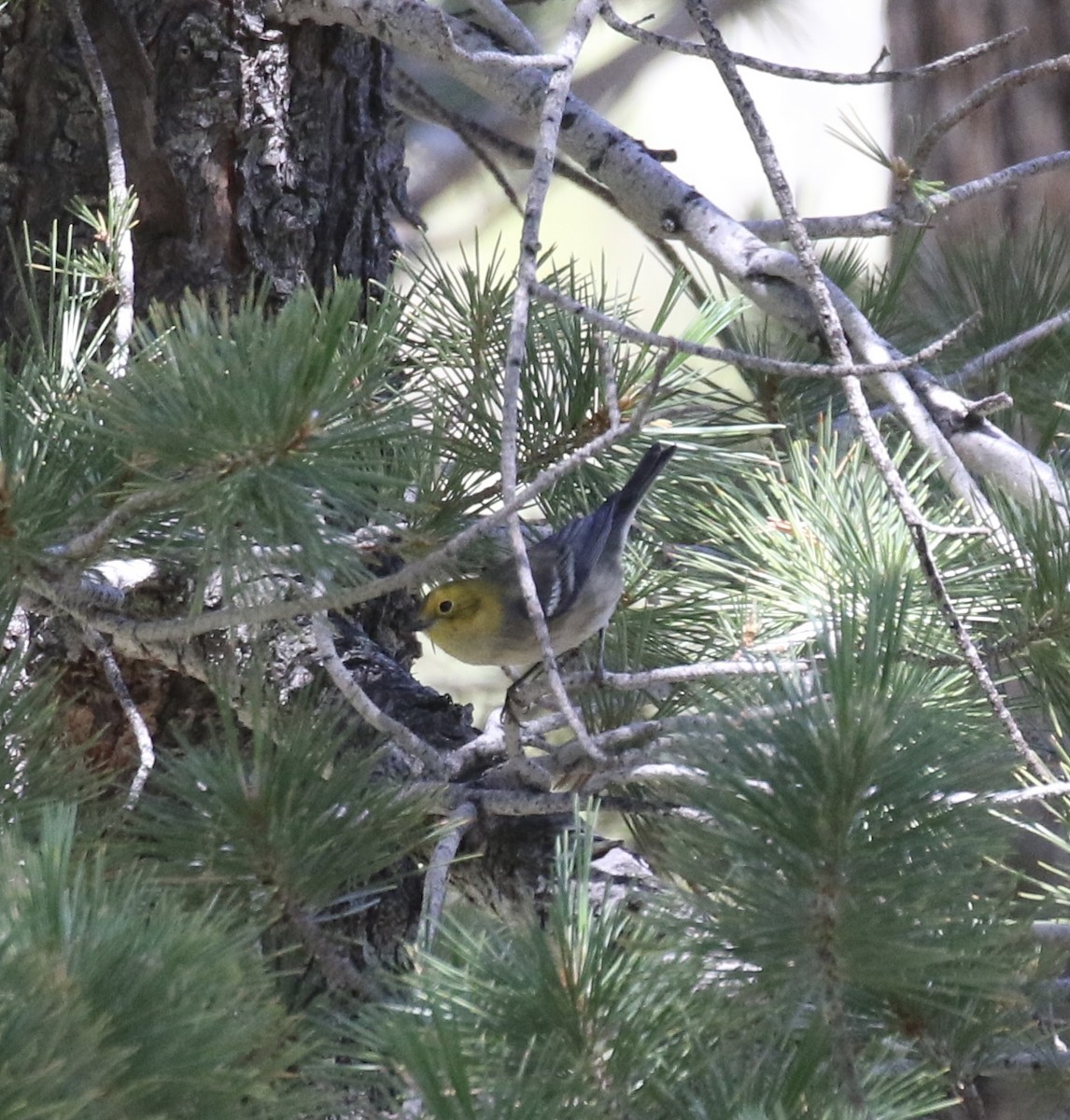 Hermit Warbler - Otto Mayer