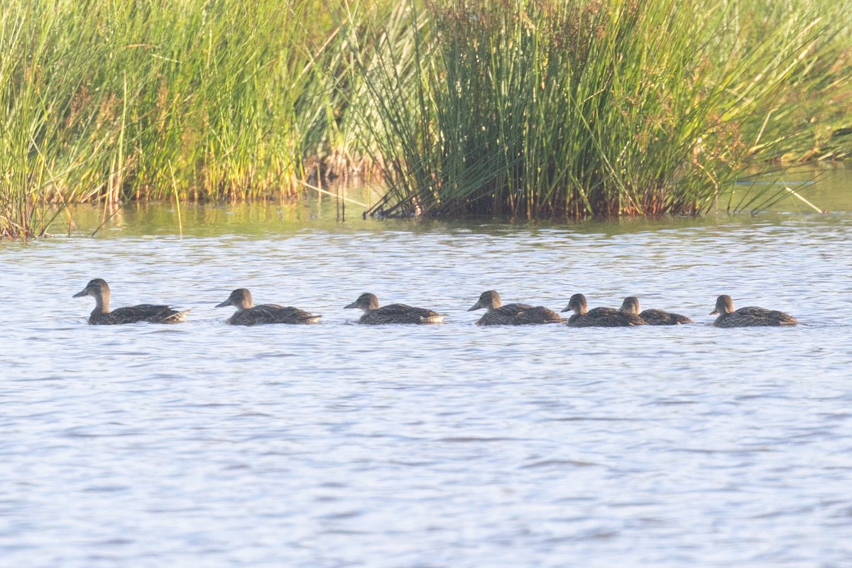 American Black Duck - ML474479641