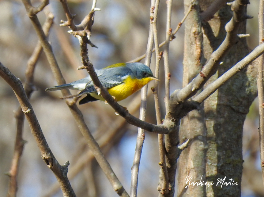 Tropikal Parula - ML474479871