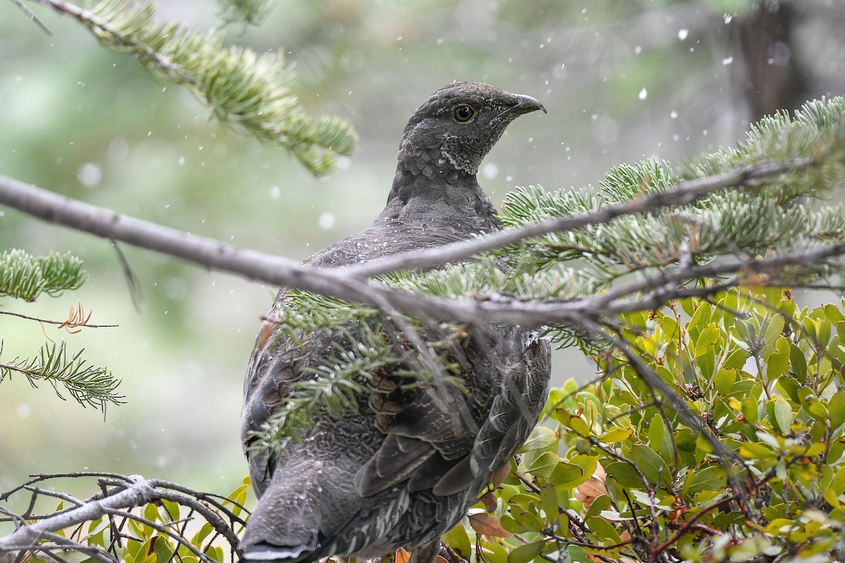 Sooty Grouse - ML474479941