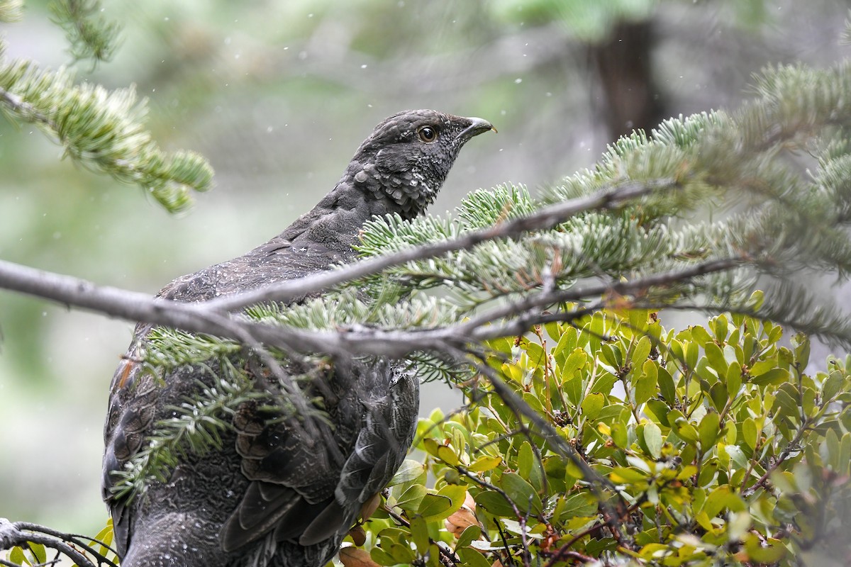 Sooty Grouse - ML474479991