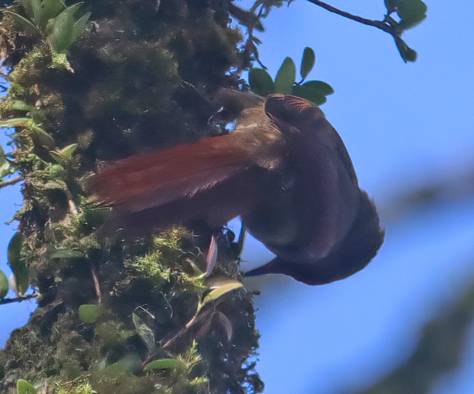 Red-faced Spinetail - ML474480551