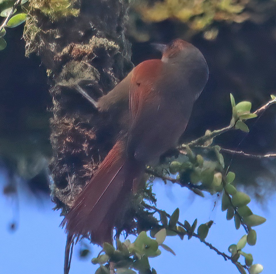 Red-faced Spinetail - ML474480561