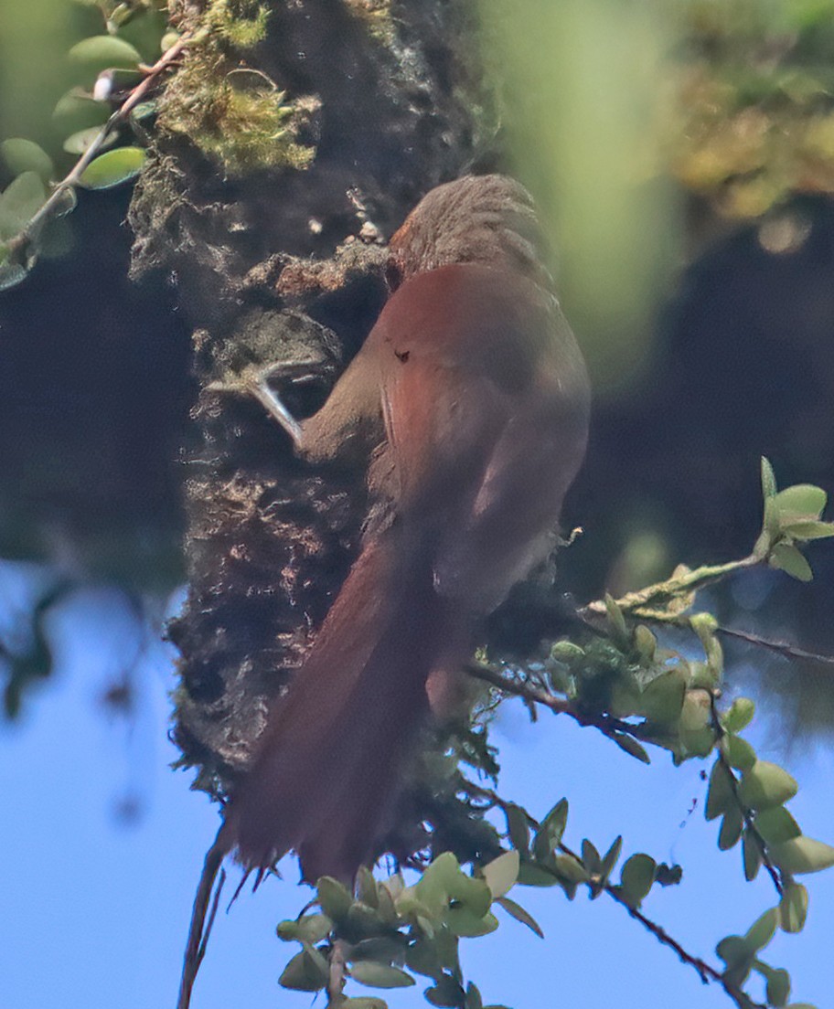 Red-faced Spinetail - ML474480571