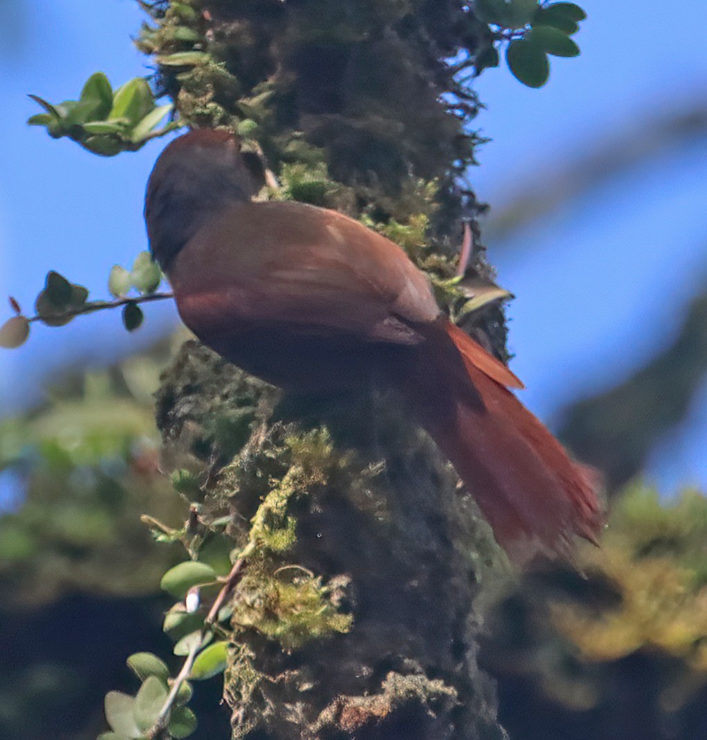 Red-faced Spinetail - ML474480581