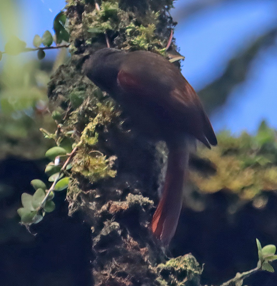 Red-faced Spinetail - ML474480591