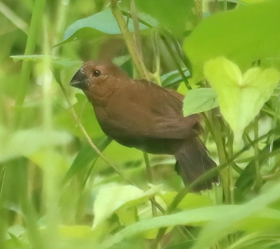 Thick-billed Seed-Finch - ML474480711