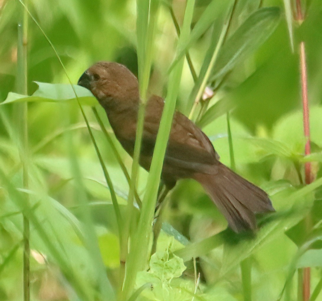 Thick-billed Seed-Finch - ML474480721