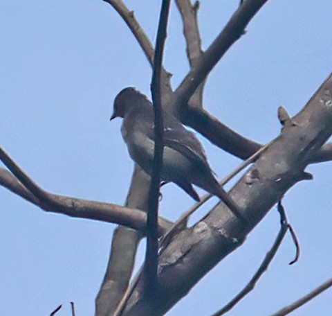 Northern Tropical Pewee - ML474480811