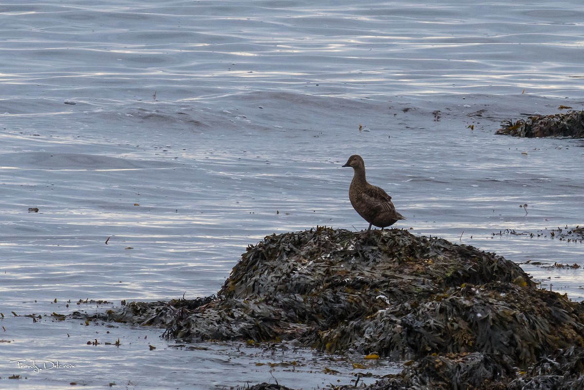 Eider à tête grise - ML474481461