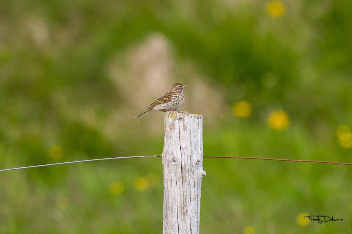 Meadow Pipit - ML474481851