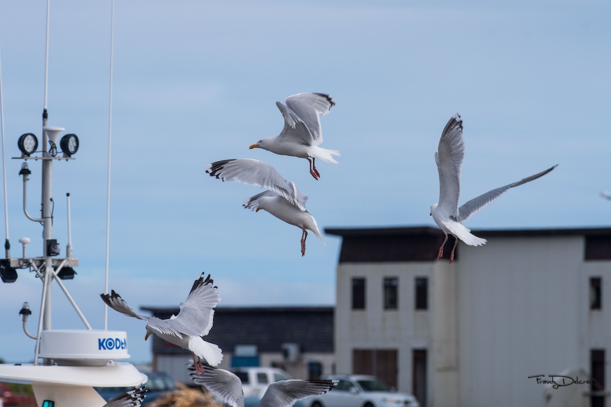 Herring Gull - ML474481901