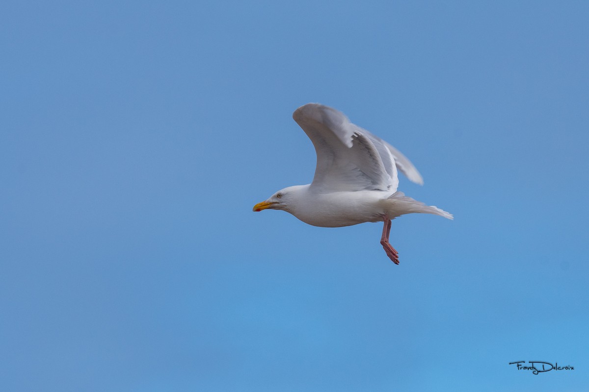 Glaucous Gull - Frantz Delcroix (Duzont)