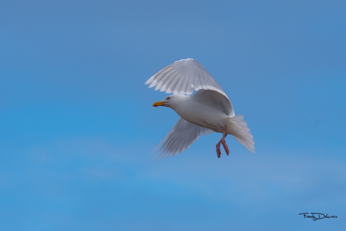 Glaucous Gull - ML474481921