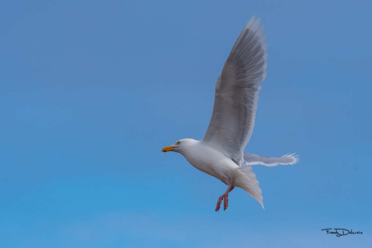 Glaucous Gull - ML474481931