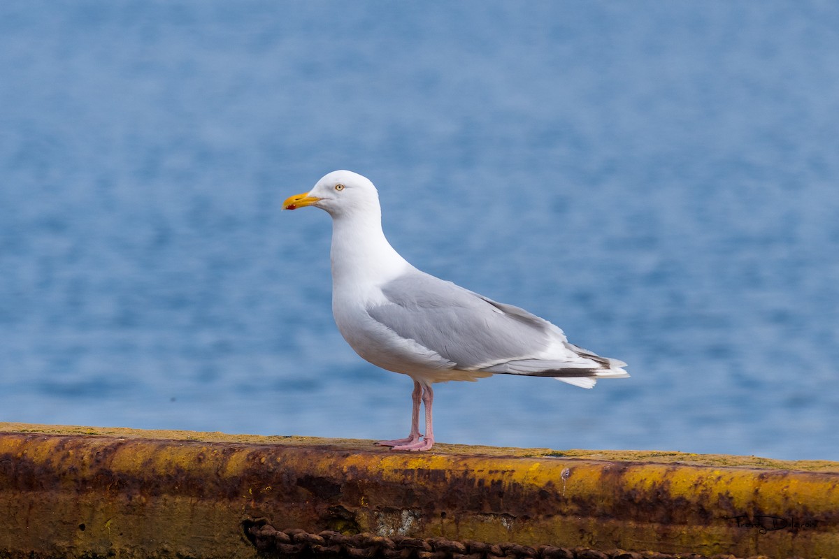 Herring x Glaucous Gull (hybrid) - ML474481961