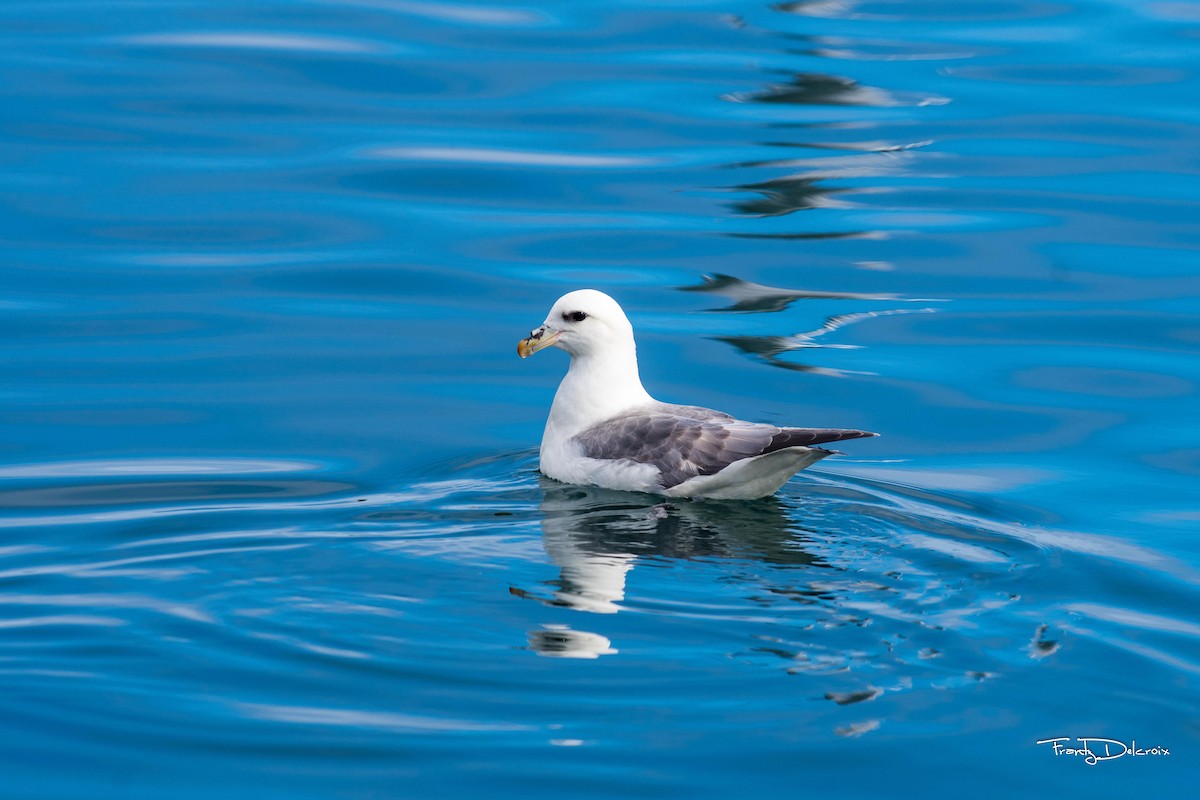 Northern Fulmar - ML474482011