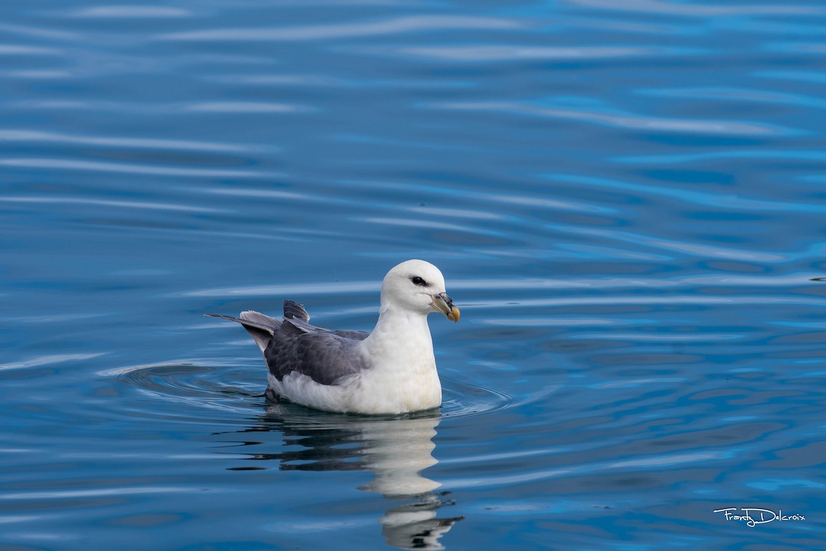 Northern Fulmar - ML474482021