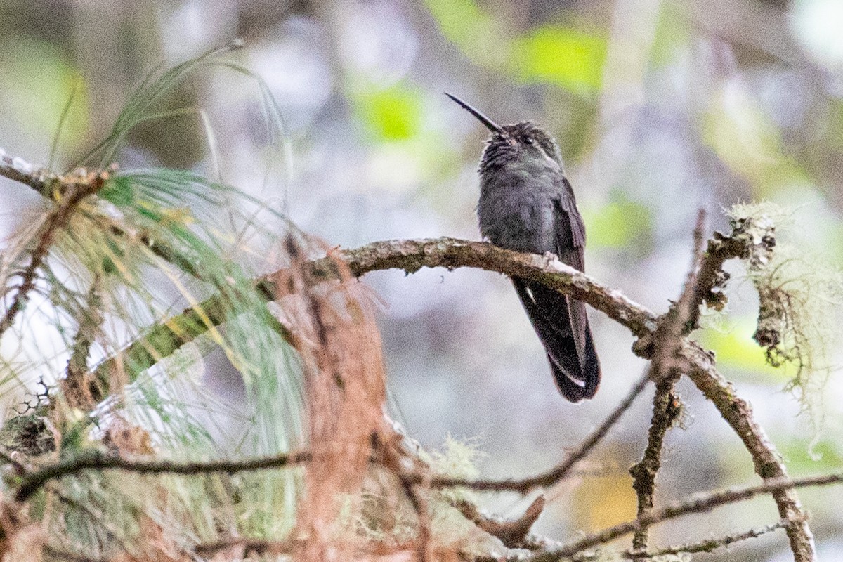 kolibřík ametystohrdlý (ssp. margaritae) - ML474482801