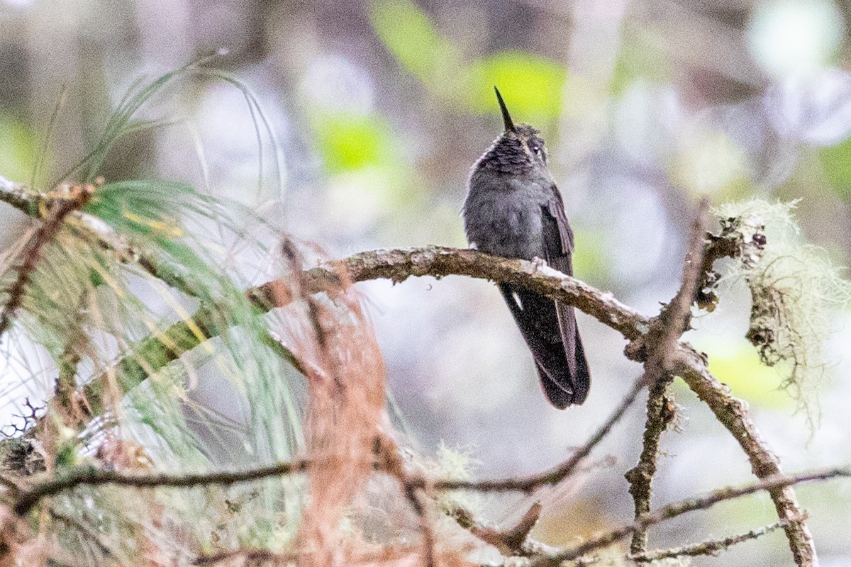 kolibřík ametystohrdlý (ssp. margaritae) - ML474483691