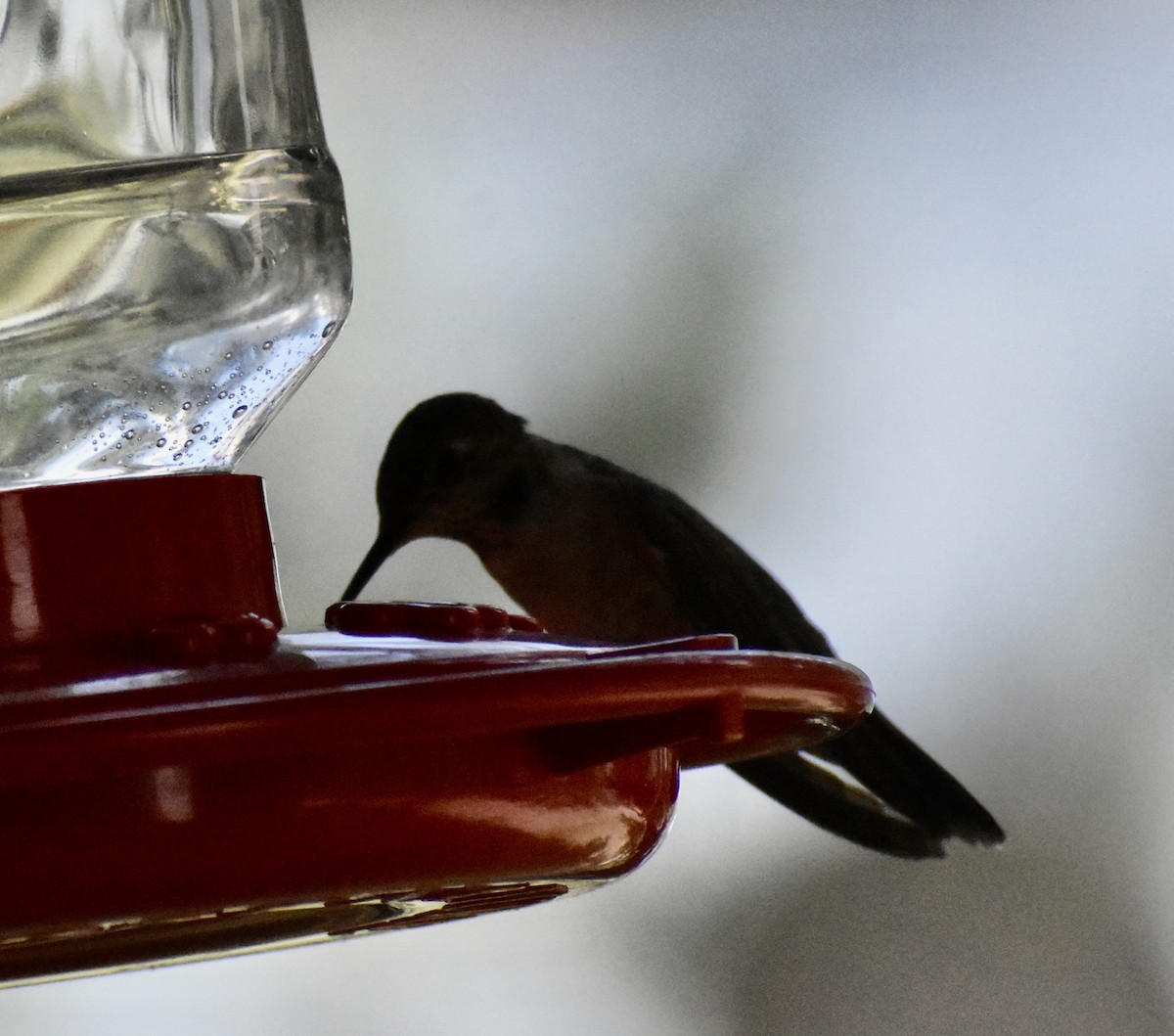 Broad-tailed Hummingbird - ML474483881