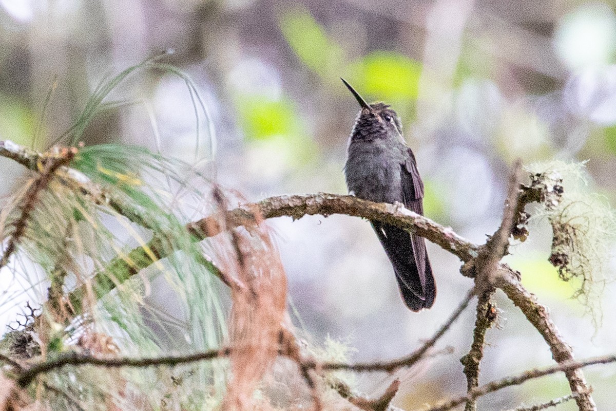 kolibřík ametystohrdlý (ssp. margaritae) - ML474483911