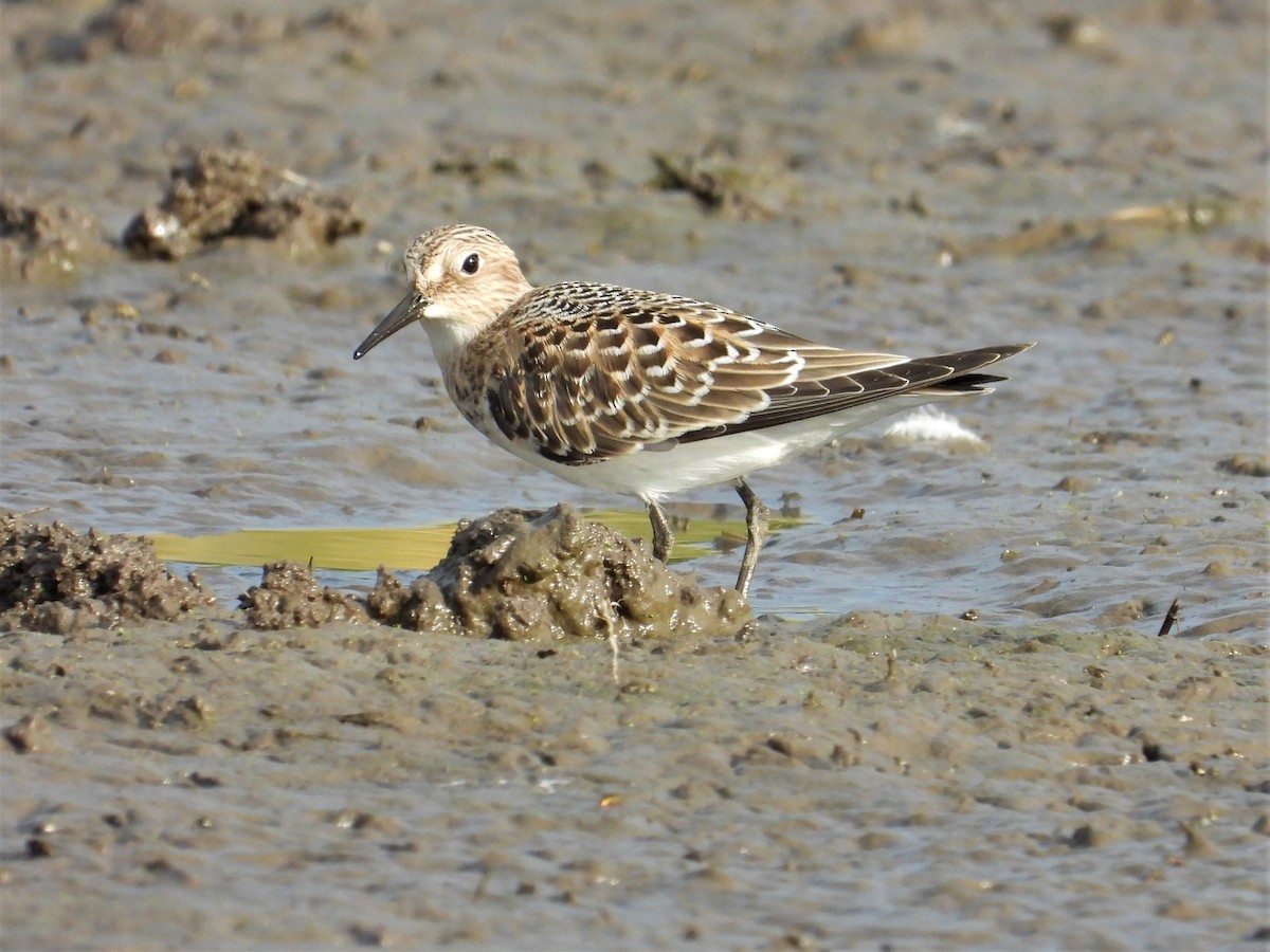 Baird's Sandpiper - ML474484321